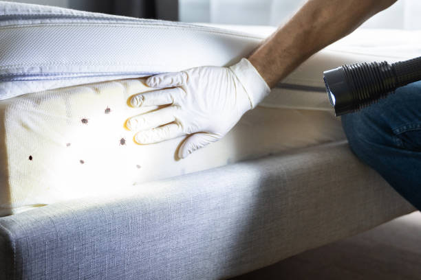 Best Termite Control Services  in Holiday City South, NJ