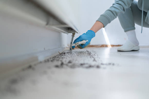 Wasp Removal Services in Holiday City South, NJ
